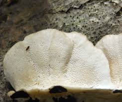Attēlu rezultāti vaicājumam “Trametes”