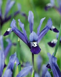 Attēlu rezultāti vaicājumam “Iris reticulata”