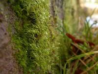 Attēlu rezultāti vaicājumam “Scorpidium cossonii”