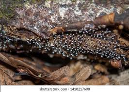 Attēlu rezultāti vaicājumam “Didymium sp.”