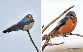 Attēlu rezultāti vaicājumam “Hirundo rustica adult”