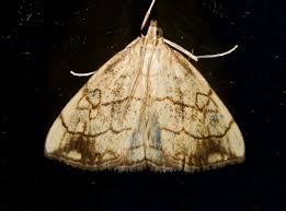 Attēlu rezultāti vaicājumam “Evergestis pallidata”