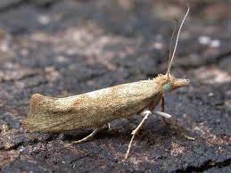 Attēlu rezultāti vaicājumam “Ypsolopha asperella”