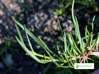 Attēlu rezultāti vaicājumam “Gypsophila fastigiata leaf”