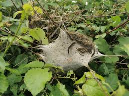 Attēlu rezultāti vaicājumam “Eriogaster lanestris larva”