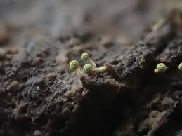 Attēlu rezultāti vaicājumam “Physarum diderma”