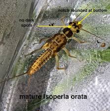 Attēlu rezultāti vaicājumam “Epirranthis diversata imago”