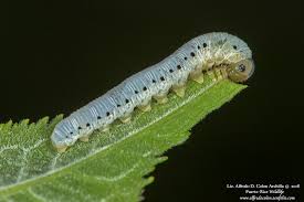 Attēlu rezultāti vaicājumam “Tenthredinidae”