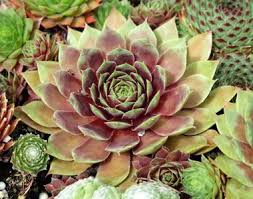 Image result for echtes Hauswurz