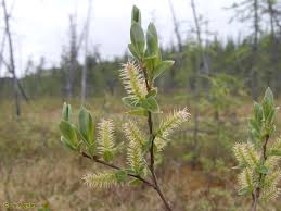 Attēlu rezultāti vaicājumam “Salix myrtilloides”