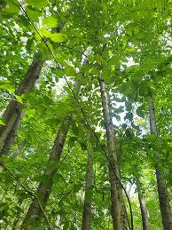 Attēlu rezultāti vaicājumam “Betula alleghaniensis”