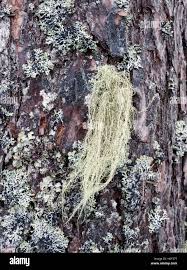 Attēlu rezultāti vaicājumam “Usnea filipendula”