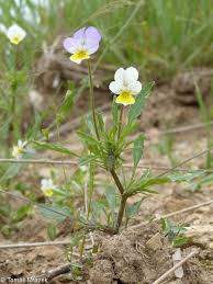 Attēlu rezultāti vaicājumam “Viola tricolor”