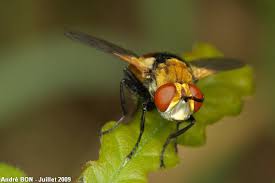 Attēlu rezultāti vaicājumam “Gymnosoma sp.”