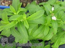Image result for Stevia rebaudiana