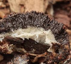 Attēlu rezultāti vaicājumam “Tubifera magna spores”