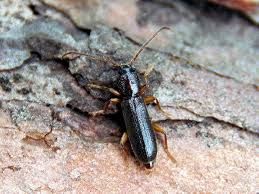 Attēlu rezultāti vaicājumam “Nothorhina punctata”