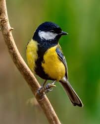 Attēlu rezultāti vaicājumam “Parus major female”