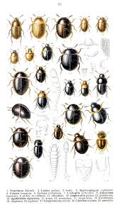 Attēlu rezultāti vaicājumam “Anisotoma humeralis”