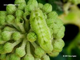 Attēlu rezultāti vaicājumam “Celastrina argiolus underside”