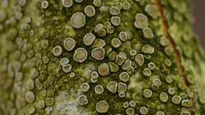 Attēlu rezultāti vaicājumam “Lecanora conizaeoides”