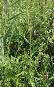 Attēlu rezultāti vaicājumam “Scrophularia umbrosa”