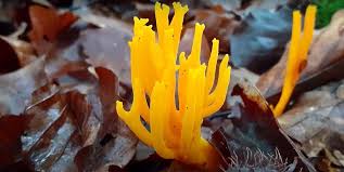 Attēlu rezultāti vaicājumam “Calocera viscosa”