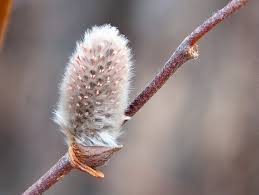Attēlu rezultāti vaicājumam “Salix lapponum”