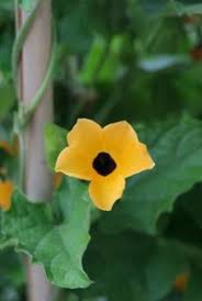 Image result for schwarzäugige Susanne