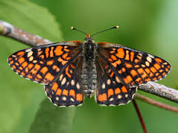 Attēlu rezultāti vaicājumam “Euphydryas maturna upperside”
