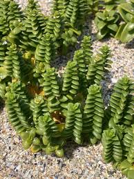 Attēlu rezultāti vaicājumam “Honckenya peploides leaf”