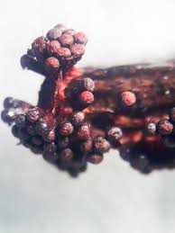 Attēlu rezultāti vaicājumam “Metatrichia vesparia”