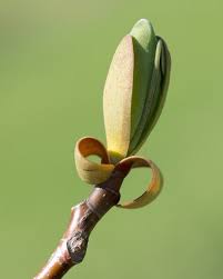 Attēlu rezultāti vaicājumam “Liriodendron tulipifera bud”