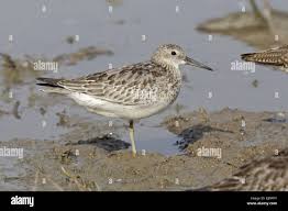 Image result for Calidris tenuirostris