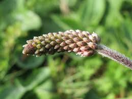 Attēlu rezultāti vaicājumam “Plantago media bud”