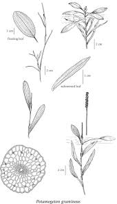 Attēlu rezultāti vaicājumam “Potamogeton gramineus”