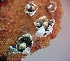 Attēlu rezultāti vaicājumam “Diderma cinereum”