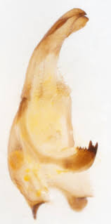 Attēlu rezultāti vaicājumam “Ennomos autumnaria male”