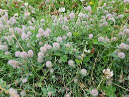 Attēlu rezultāti vaicājumam “Trifolium arvense leaf”