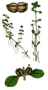 Attēlu rezultāti vaicājumam “Callitrichaceae”