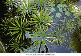 Attēlu rezultāti vaicājumam “Stratiotes aloides flower”