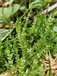 Attēlu rezultāti vaicājumam “Calliergon megalophyllum”