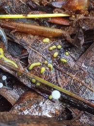 Attēlu rezultāti vaicājumam “Physarum virescens”