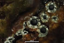 Attēlu rezultāti vaicājumam “Stictis”