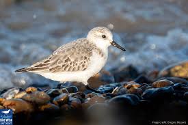 Attēlu rezultāti vaicājumam “Calidris alba”