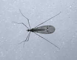 Attēlu rezultāti vaicājumam “Trichocera regelationis”