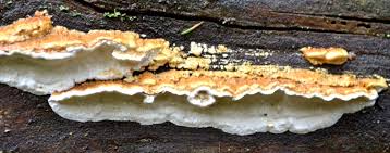 Attēlu rezultāti vaicājumam “Antrodia serialis”