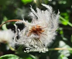 Attēlu rezultāti vaicājumam “Clematis fruit”