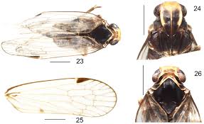 Attēlu rezultāti vaicājumam “Cixiidae”