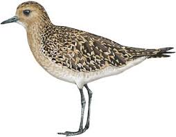 Attēlu rezultāti vaicājumam “Pluvialis apricaria adult”